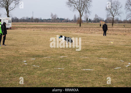 ALBAIRATE (MI), Italia - 23 febbraio 2019: una perfettamente addestrato Border Collie riprende un manubrio durante una prova di obbedienza a Albairate (vicino a Milano) o Foto Stock