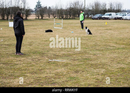 ALBAIRATE (MI), Italia - 23 febbraio 2019: un cane trainer esegue un esercizio con border collies durante una prova di obbedienza a Albairate (vicino a Milano) su Foto Stock