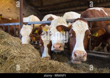 Red Holstein MRI vacche al coperto di fieno mangiare presso il fienile Foto Stock