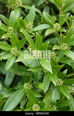 Skima x confusa "Kew verde'. Cluster di Skimmia Kew fiori verdi in inverno - Gennaio, UK giardino. Modulo Gas Anestetici Foto Stock