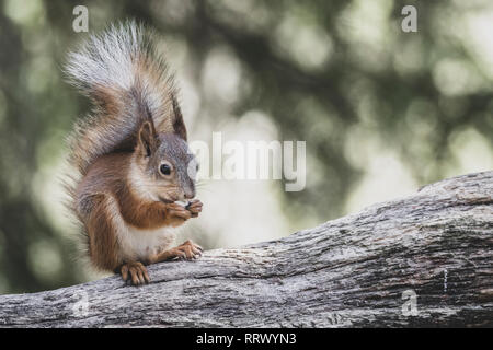 Red scoiattolo (Sciurus vulgaris) mangiando un dado. Foto Stock