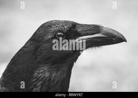 Comune di Corvo Imperiale (Corvus corax) verticale. Foto Stock