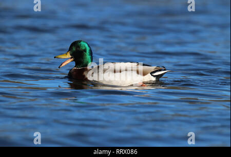 Un drake Mallard duck Anas platyrhynchos quacking come nuota su un lago blu Foto Stock