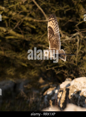 Un breve selvatici Eared gufo comune (asio flammeus) portante una vole nella sua talons " oltre a Cotswolds muro di pietra, Gloucestershire Foto Stock