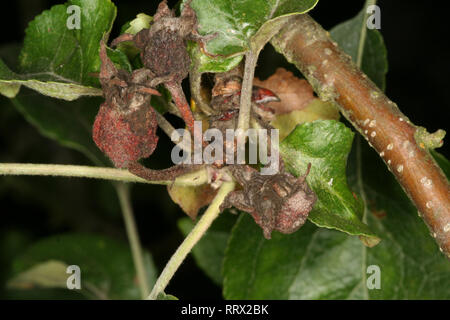 Malattia fungina marciume bruno di alberi di mele Monilinia fructigena su apple germoglio di fiore Foto Stock