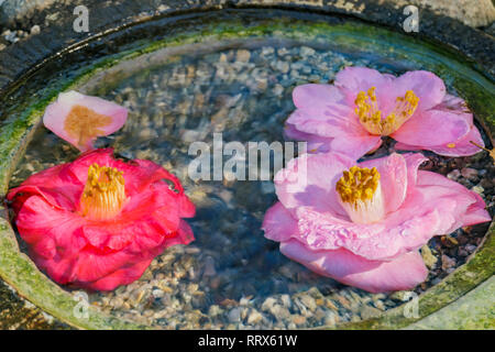 Camellia flower e stile Giapponese fontana a Los Angeles in California Foto Stock