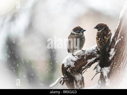 Passeri, sopravvivono al rigido inverno a grapeyard Foto Stock