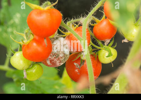 Botrytis Cinerea o muffa grigia sulla Serra di colture di pomodoro - Regno Unito Foto Stock