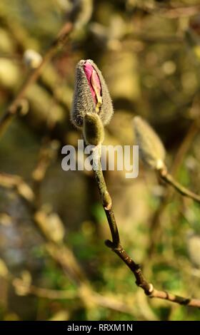 Bocciolo di Magnolia Ian Rosso di Foto Stock