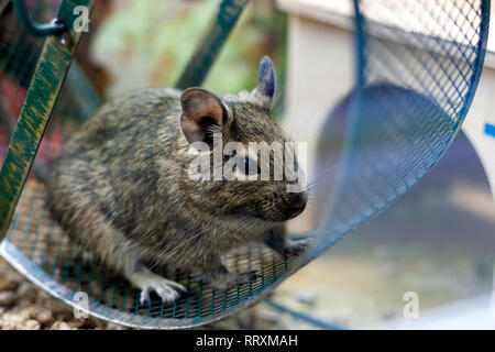 Funny degu pet acceso al cerchio. animali esotici per la vita domestica. Foto Stock