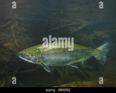 Primo piano vista subacquea di un salmone sockeye la deposizione delle uova nel fiume Kenai Alaska Foto Stock