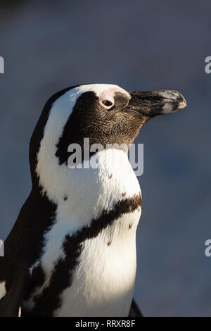 Primo piano di un nero footed African penguin Spheniscus demersus Foto Stock