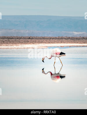 Flamingo riflessione su Chaxa Salar, il Deserto di Atacama - Cile Foto Stock