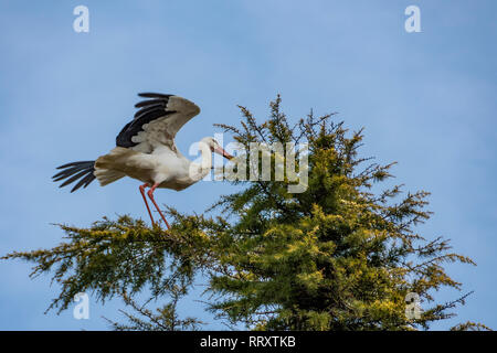 Stork rendendo equilibrio con le sue ali sulla cima di un pino Foto Stock