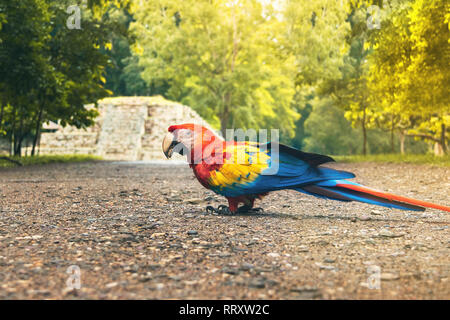 Scarlet Macaw presso le rovine Maya di sito archeologico - Copan, Honduras Foto Stock