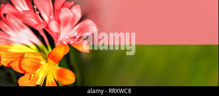 Bellissimi fiori di giglio Kaffir (Clivia miniata),metà tono, immagine panoramica Foto Stock