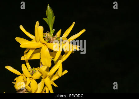Giallo luminoso di forsitia che fiorisce in primavera su sfondo nero in flash Foto Stock
