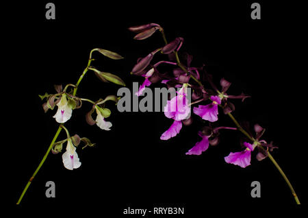 Tropical orchid noto come Encyclia cordigera Foto Stock