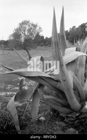 Griechenland, Grecia - Agaven wachsen Am Rande der archäologischen Stätten in Griechenland, 1950er Jahre. Agavi crescono accanto ai siti archeologici in Grecia, 1950s. Foto Stock