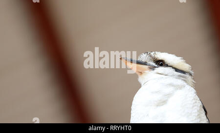 Close up australiano di uccelli nativi della Kookaburra guardando giù al visualizzatore. Crazy occhi, mad, guardando la nozione. Occhio intenso Foto Stock