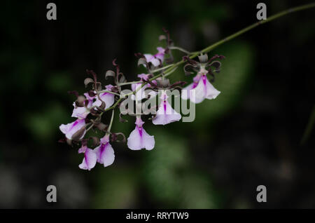 Tropical orchid noto come Encyclia cordigera Foto Stock