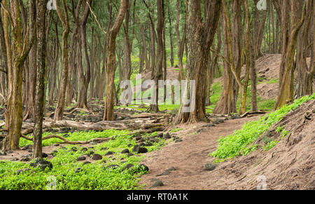 Foresta di alberi ironwood Pololu a valle sulla costa Hamakua della Big Island delle Hawaii. Foto Stock