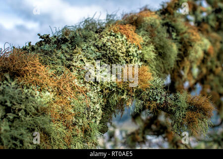 Close up. Dettaglio del verde e grigio asciugare i muschi e licheni che ricopre completamente ramo di albero Foto Stock