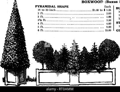 . Fioristi' review [microformati]. Floricoltura. Grande e ben selezionato stock di Boxwoods, inglese allori, che sono molto hardier rispetto a piante di alloro e Aucubas, semi-hardy arbusti sempreverdi noti per il loro oro-lasciava, alloro-come fogliame, macchiato con giallo brillante. Questi maestosi e piante ornamentali sono sempre pronta la domanda da parte dei clienti ovunque essi siano visualizzati da progressiva fioristi. Legno di bosso (Buxus sempervirens) ogni forma piramidale 18 a 22-ineh $ 1,00 a $ 1,25 2 ft 2.00 3 3.00 ft 3&GT;fl ft : 3.50 4 ft 4.00 5 8.00 ft 6 ft 15.00. Forma di boccola ogni dieci pollici $0.25 12 pollici 35 16-in Foto Stock