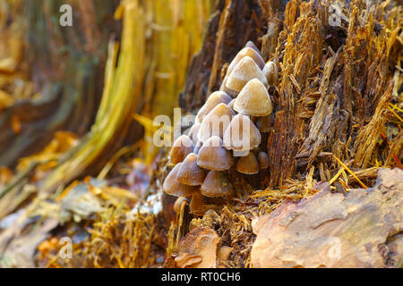 Fairy inkcap o Coprinellus disseminatus nella foresta di autunno Foto Stock