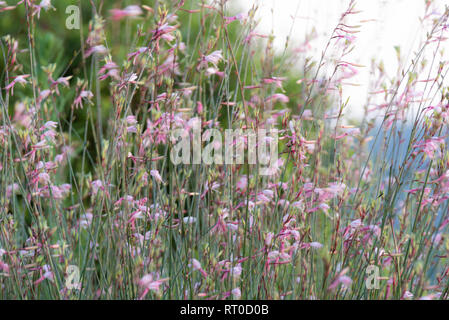 Una Gaura Belleza bush con fiori di colore rosa in movimento nella brezza. Foto Stock