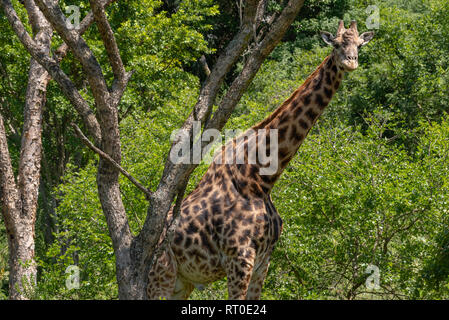 Un solitario Giraffe maschio in piedi all'ombra di un albero di Acacia nel Umgeni La Riserva Naturale Valle, Sud Africa. Foto Stock