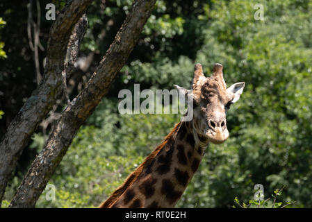 Un solitario Giraffe maschio in piedi all'ombra di un albero di Acacia nel Umgeni La Riserva Naturale Valle, Sud Africa. Foto Stock