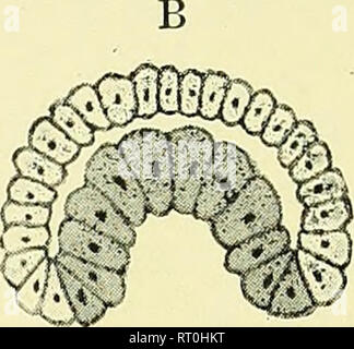 . Testo elementare-libro di zoologia [risorsa elettronica]. Zoologia. Hypoblast.. Si prega di notare che queste immagini vengono estratte dalla pagina sottoposta a scansione di immagini che possono essere state migliorate digitalmente per la leggibilità - Colorazione e aspetto di queste illustrazioni potrebbero non perfettamente assomigliano al lavoro originale. Masterman, Arthur Thomas; Parsons, John Herbert, Sir, 1868-1957, donatore; S. H. Lazzaro (Azienda); lo University College di Londra. I servizi della biblioteca. Edinburgh : E. &AMP; S. Livingstone Foto Stock