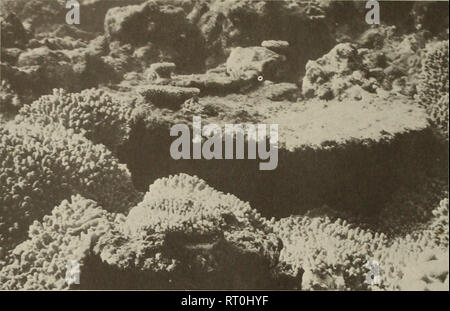 . Atollo bollettino ricerche. Le barriere coralline e le isole; biologia marina; scienze marine. 20 tabulare acropore scheletro portante un recente colonia si stabilì di Acropora hyacinthus è mostrato in prossimità del centro della fotografia coralli molli coprire altri coralli duri scheletri in primo piano. Starfish erano attivi nella zona nel 1966 (punta settentrionale, seaward pendenza, Feather Reef; Novembre, 1970). 21 Parte di un ramo di una colonia di acropore di essere attaccato da un campione di A. planci. La porzione basale del ramo (a sinistra) era coperto di alghe e è stato considerato spogliato di coralli viventi tessuto b Foto Stock
