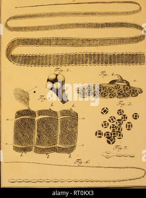 . Abhandlung von der Erzeugung der Eingeweidewürmer und den Mitteln dieselben più ampio : Eine von der Königlich Dänischen Societät der Wissenschaften zu Copenhagen gekrönte Preisschrift ... Cestoda. ^al. V. Ti'a.l.. Si prega di notare che queste immagini vengono estratte dalla pagina sottoposta a scansione di immagini che possono essere state migliorate digitalmente per la leggibilità - Colorazione e aspetto di queste illustrazioni potrebbero non perfettamente assomigliano al lavoro originale. Bloch, Marcus Elieser, 1723-1799. Berlino : Siegismund Friedrich Hesse Foto Stock