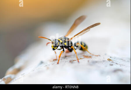 Wasp o giacca gialla sul legno stagionato cercando materiale per il nido Foto Stock