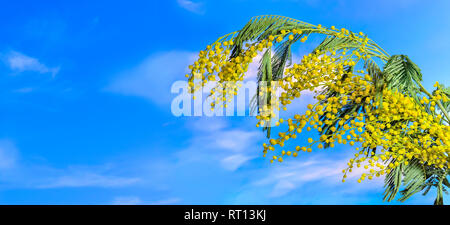 Ramo di fioritura Mimosa (Acacia dealbata) con giallo brillante fiori soffice e delicato foglie verde vicino, su un cielo blu sullo sfondo. Inizio spri Foto Stock