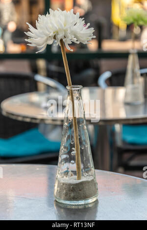 Fiore bianco in un trasparente vaso stretto su un tavolo Foto Stock