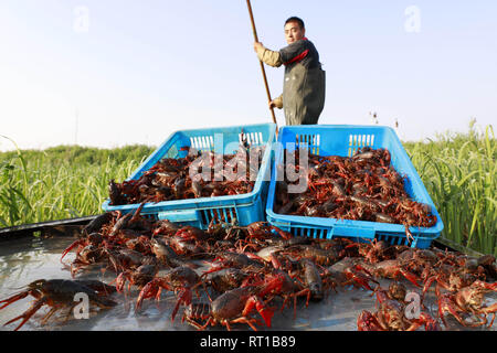 (190227) -- Pechino, 27 febbraio 2019 (Xinhua) -- un agricoltore convoglia le aragoste in Xuyi County della città di Huaian, est cinese della provincia di Jiangsu, 27 aprile 2018. Xix congresso nazionale del Partito Comunista della Cina (CPC), che era stata convocata nell'ottobre 2017, per la prima volta proposto di perseguire un rurale vitalization strategia e ha messo in chiaro che lo sviluppo del settore agricolo e delle zone rurali deve essere assegnata una priorità. Rivitalizzato le zone rurali fino a molla come l'attuazione di vitalizzazione rurale strategia viene accelerata attraverso il paese seguendo il principio di costruzione di aree rurali con la fiorente Foto Stock