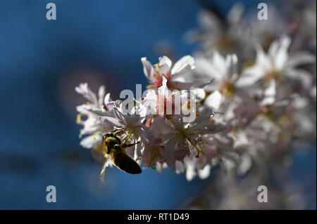 27 febbraio 2019, nella Renania settentrionale-Vestfalia, Köln: Un'ape siede su fiori. Foto: Henning Kaiser/dpa Foto Stock