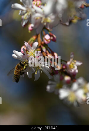 27 febbraio 2019, nella Renania settentrionale-Vestfalia, Köln: Un'ape siede su fiori. Foto: Henning Kaiser/dpa Foto Stock