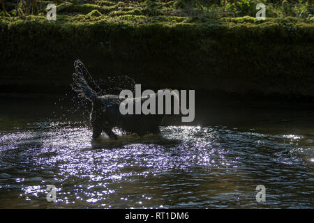 Ferri corti Country Park, Denbighshire, Galles del Nord, Regno Unito 27 Febbraio 2019 - Meteo - animali domestici - Il sole continua a splendere e questo cane ha preso a giocare nel fiume Alyn per mantenere in caldo ai ferri corti Country Park, Denbighshire, Galles del Nord, Regno Unito Foto Stock