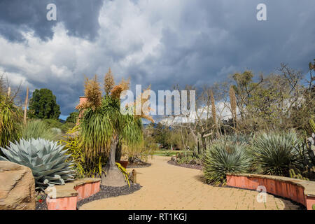 Piede di elefante tree sbocciare dei fiori a Los Angeles in California Foto Stock