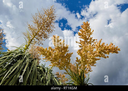 Piede di elefante tree sbocciare dei fiori a Los Angeles in California Foto Stock