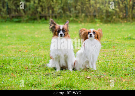 Ritratto di un papillon purebreed cani Foto Stock