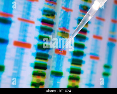 Campione di DNA in una pipetta con i risultati su un computer sceeen in un laboratorio Foto Stock