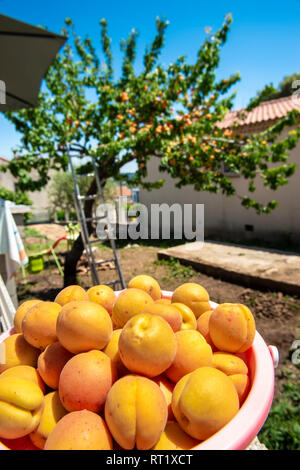 Cueillette D'abricot Marseille Provence Francia 13 Foto Stock