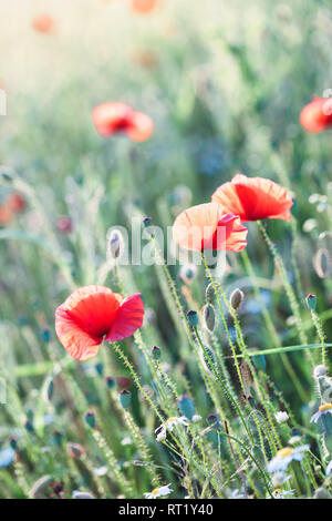 Papaveri fiori e altre piante nel campo. Prato fiorito inondata dal sole in estate Foto Stock