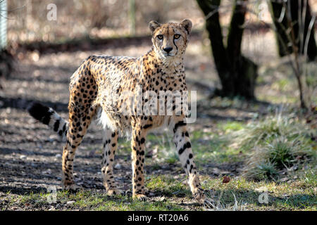 Il ghepardo, Acinonyx jubatus è un gatto di grandi dimensioni della sottofamiglia Felinae che si verifica nel Sud, Est e Nord Africa, e poche località in Iran. Foto Stock