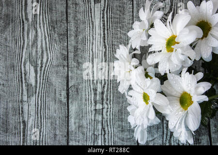 White crisantemi in acqua scende vicino fino su un sfondo di legno. Immagine adatta per i temi della flora, fiore business, giardino Foto Stock